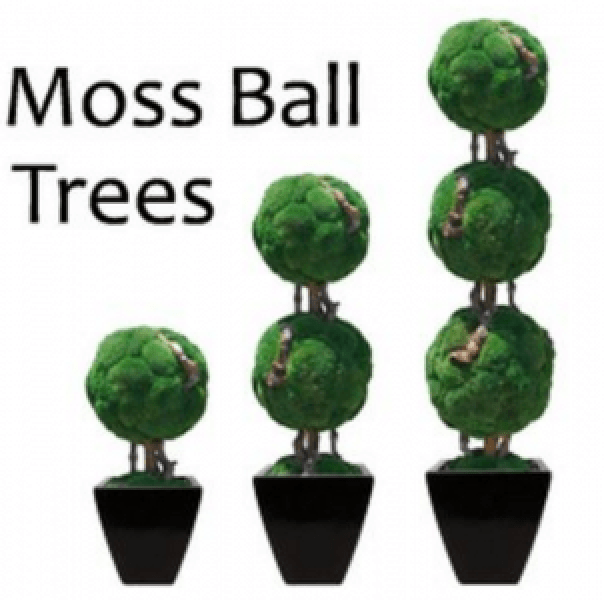 Double Moss Ball Preserved Topiary